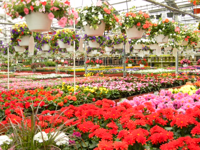 Spring into Alsip Nursery This Season!